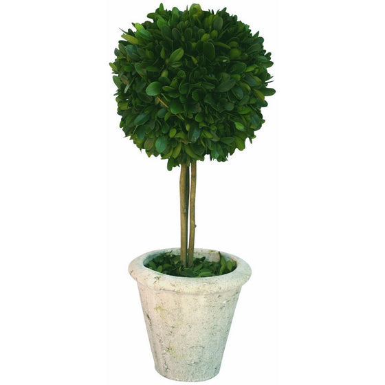 Mills Floral Company Box Topiary, Single, Large, 6" x 16"