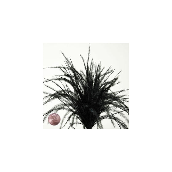 Black Thin Ostrich Feathers, 4" to 6" (100/Pack)