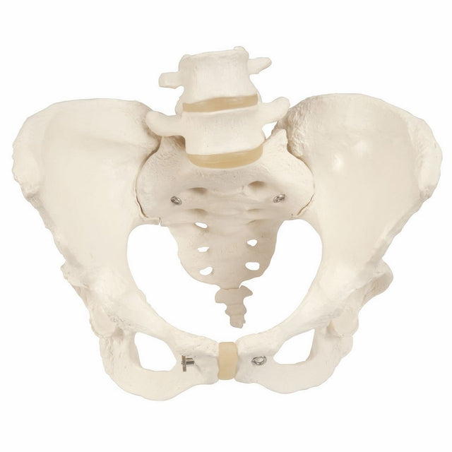 3B Scientific A61 Female Pelvic Skeleton Model, 7.5" x 9.8" x 9.4"