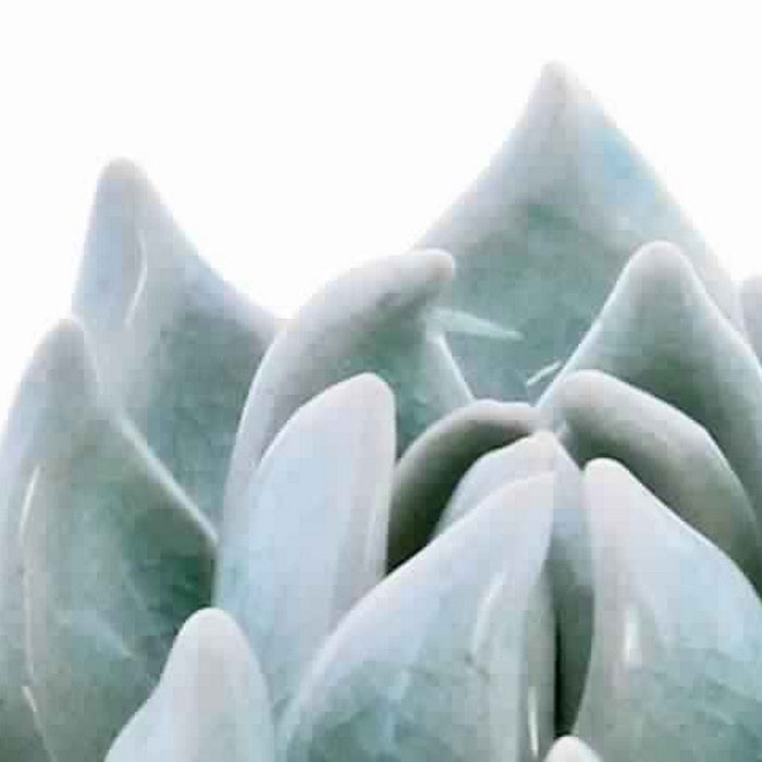 Contemporary Style Ceramic Frame Succulent Sculpture, Blue