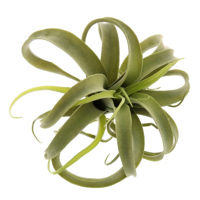 Plastic Tillandsia Sculpture, Green