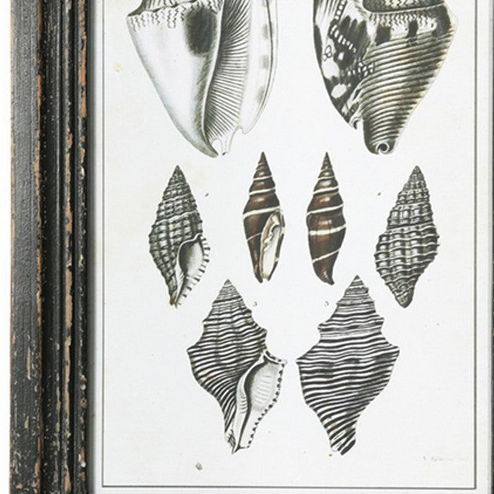 Rectangular Wooden Wall Art with Seashells, Assortment of 4,Black and White