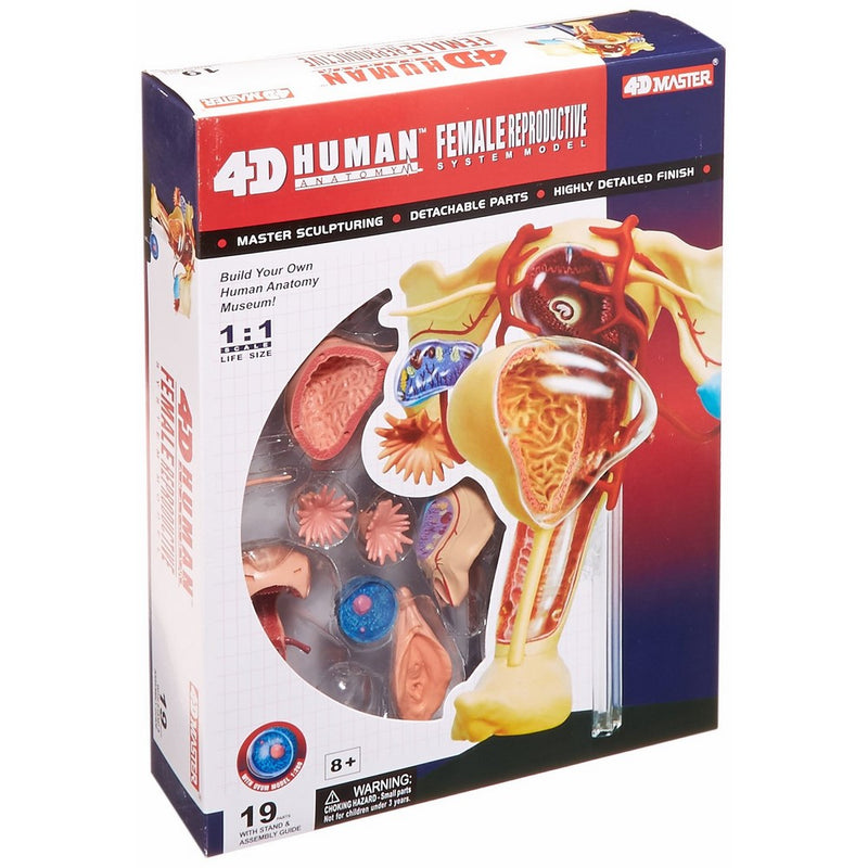 Famemaster 4D-Vision Human Female Reproductive Anatomy Model