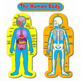 Carson Dellosa Child-Size Human Body Bulletin Board Set (3215)