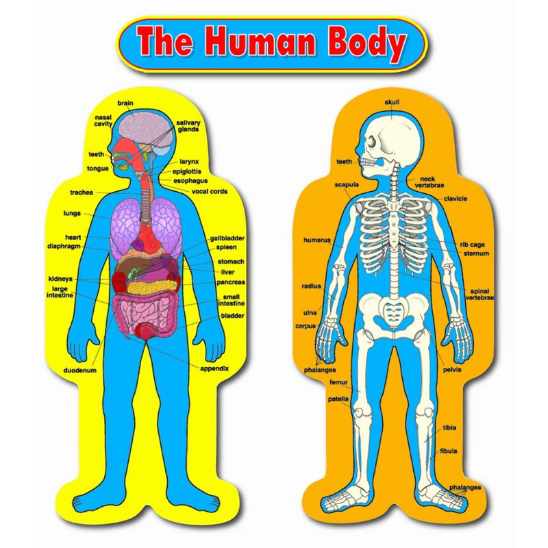 Carson Dellosa Child-Size Human Body Bulletin Board Set (3215)