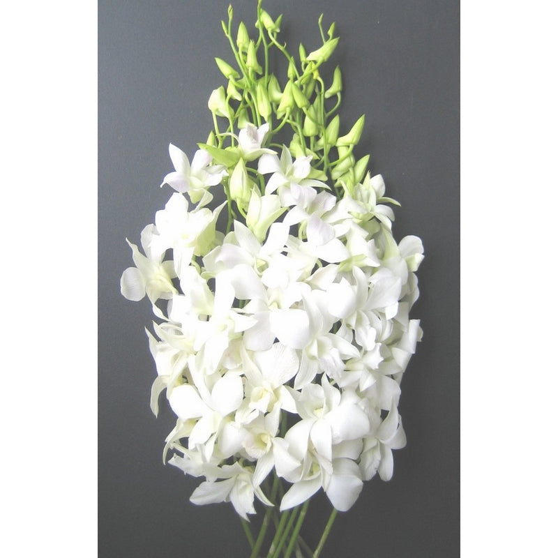 Fresh Flowers - Just Orchids White Dendrobium