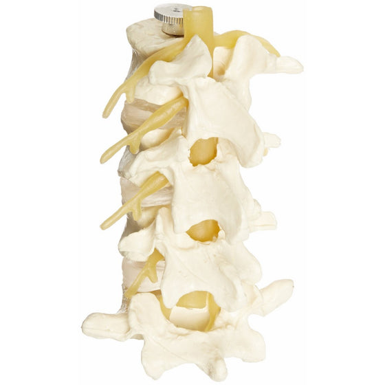 4-Part Human Lumbar Vertebrae Spine Set Anatomy Model