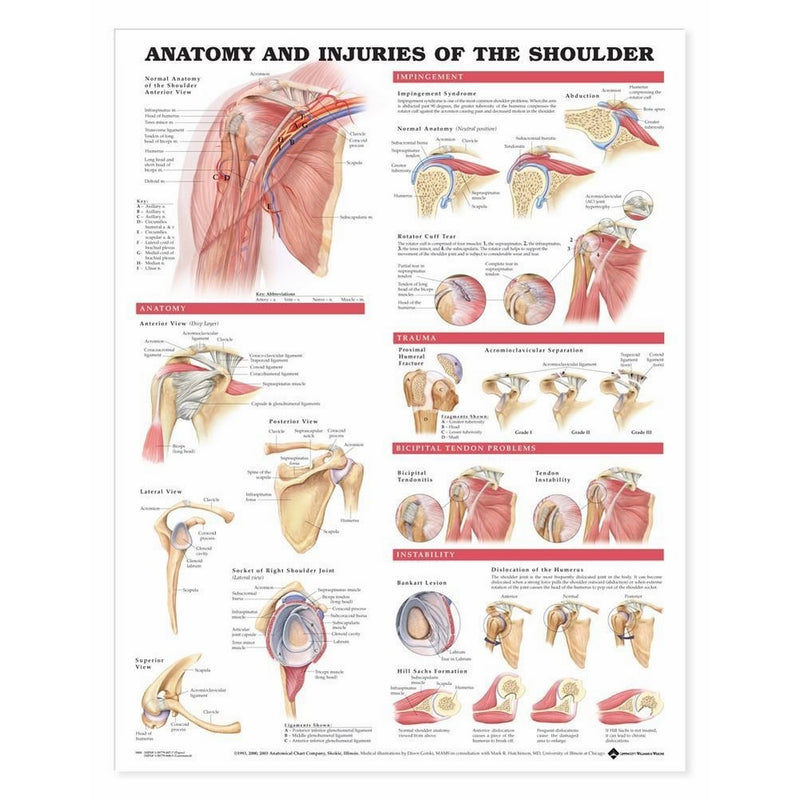 Anatomy and Injuries of the Shoulder Anatomical Chart
