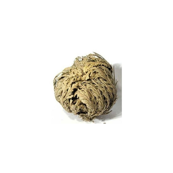 Luchea's Psychic World Herbs-Rose of Jericho-Whole