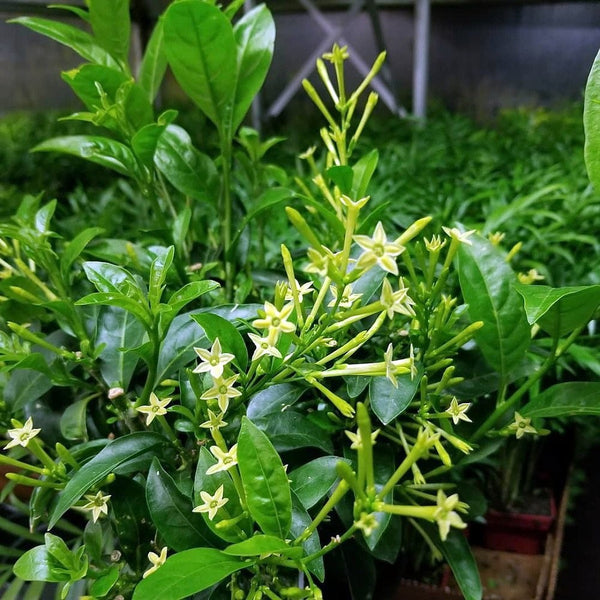 Ohio Grown Night Blooming Jasmine Plant - Cestrum nocturnum - 4" Pot