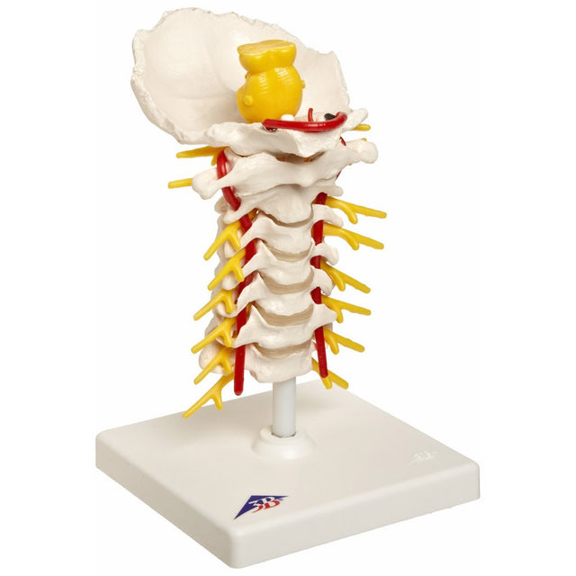3B Scientific A72 Cervical Spinal Column Model with Stand, 7.5" Height