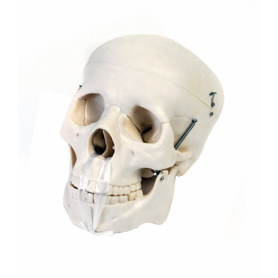 American Educational 7-1391 Human Skull Model, Life-Size, Plastic