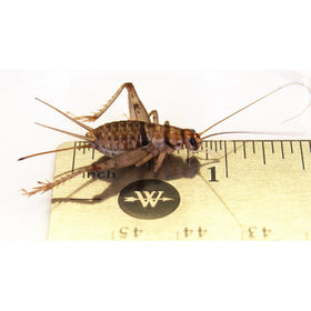 Josh's Frogs 1" Large Adult Banded Crickets (1000 Count)