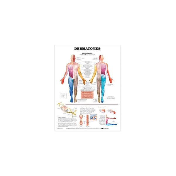 Dermatomes Anatomical Chart