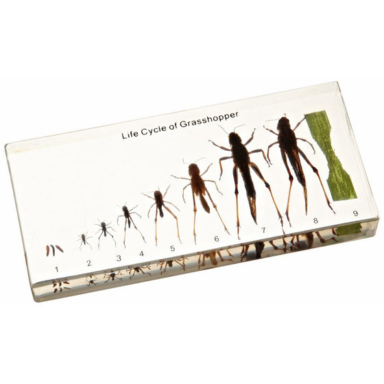 NatureBlocks Acrylic Block Life Cycle Display: Grasshopper