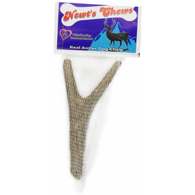 Newts Chews Antler, Medium