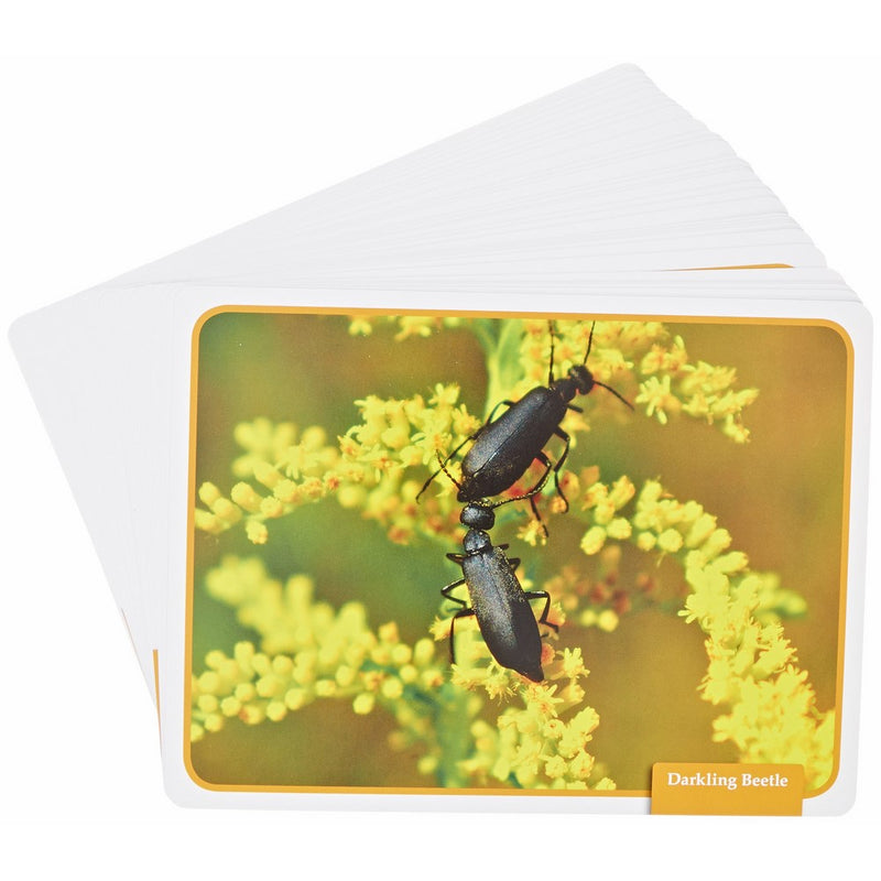 Edupress 32 Piece Reading Comprehension Science Cards Set with Insect Theme