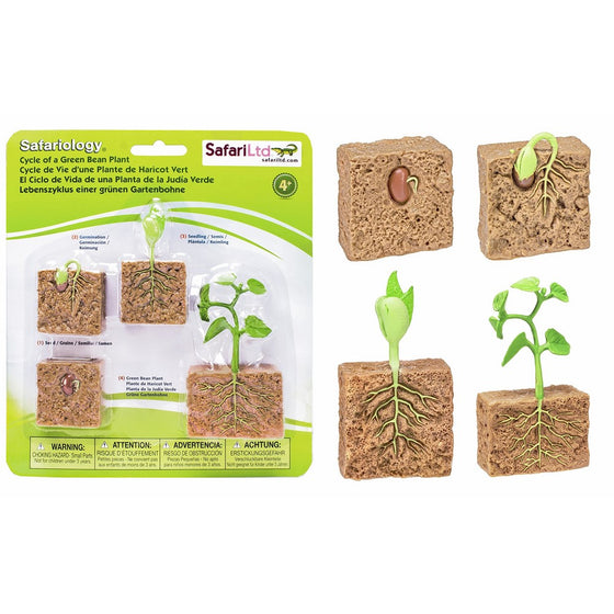 Safari LtdLife Cycle of a Green Bean Plant