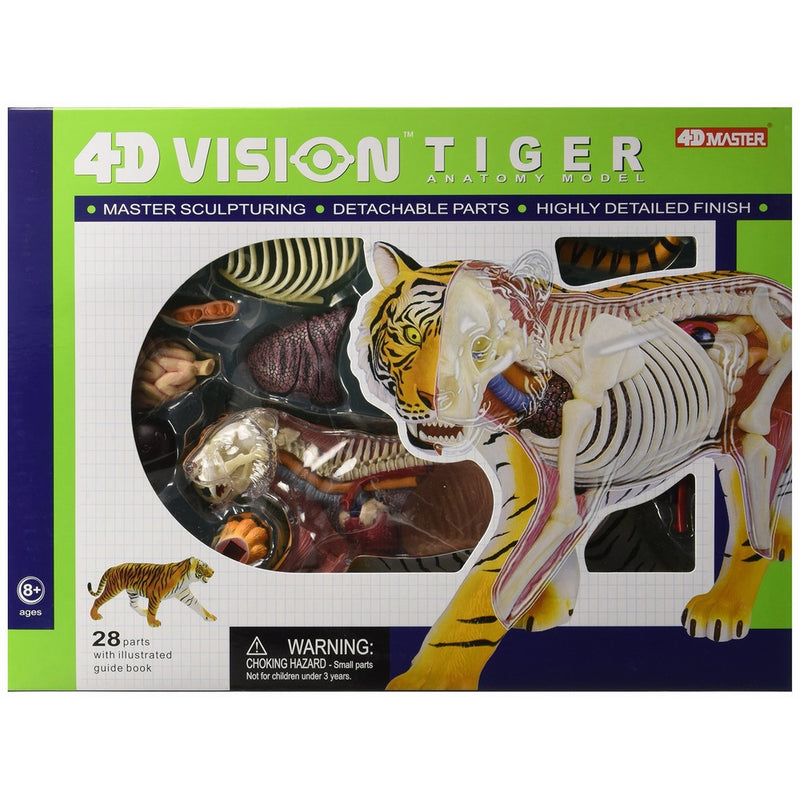 Famemaster 4D Vision Tiger Anatomy Model