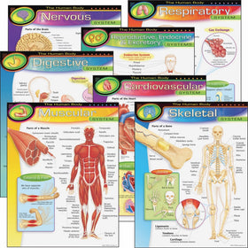TREND enterprises, Inc. The Human Body Learning Charts Combo Pack, set of 7