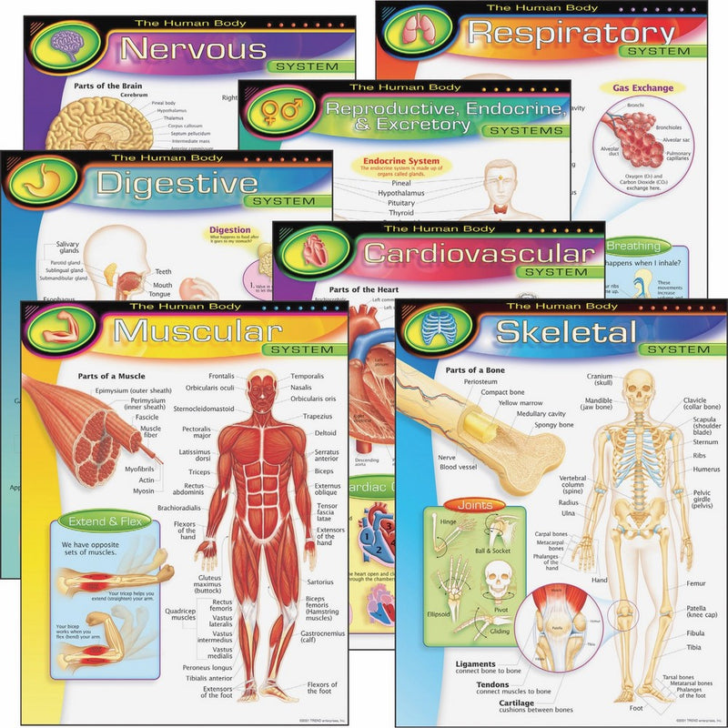 TREND enterprises, Inc. The Human Body Learning Charts Combo Pack, set of 7