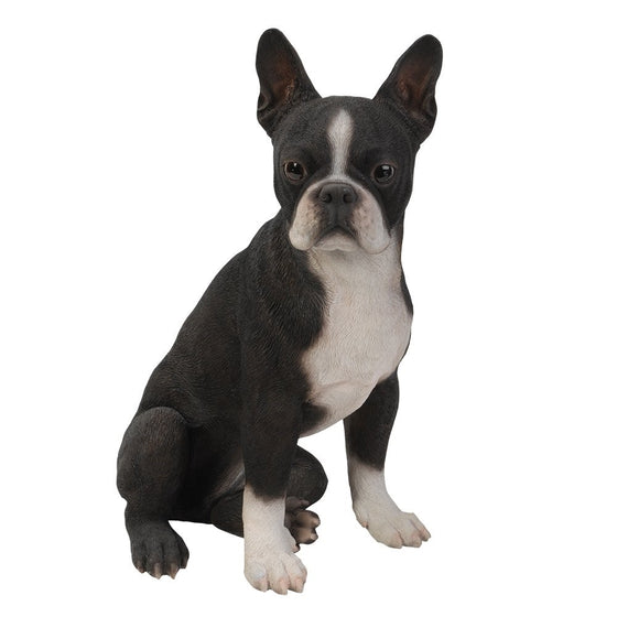 Realistic Life Size Boston Terrier Statue Detailed Sculpture Glass Eyes Hand Painted Resin 16 inch Figurine Home Decor Amazing Likeness