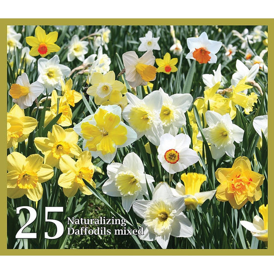 Mixed Daffodils (25 Bulbs) - Assorted Colors Daffodil Narcissus Bulbs