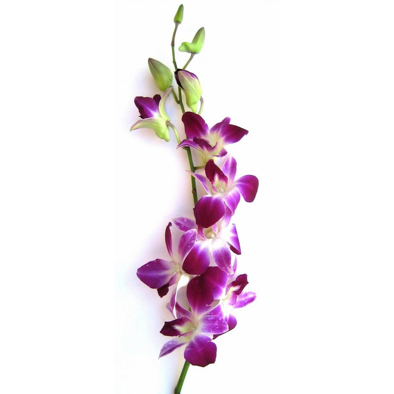 Fresh Orchids- 10 Long Stemmed Purple Dendrobium