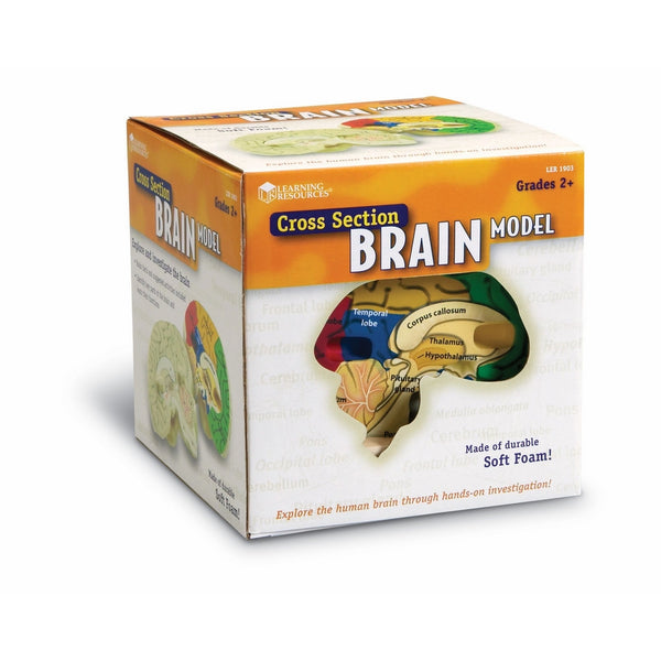 Learning Resources Cross-section Brain Model