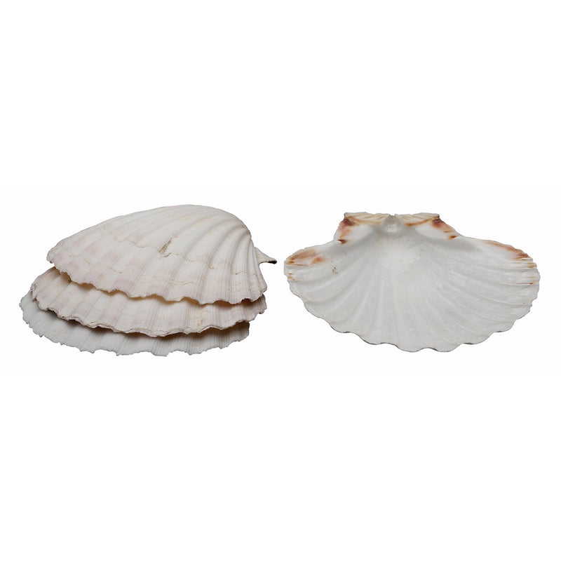 HIC Natural Baking Shells, 4-Inches, Set of 4