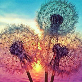 DIY 5D Diamond Painting by Number Kits Full Drill Rhinestone Embroidery Cross Stitch Pictures Arts Craft for Home Wall Decor,Dandelions - 11.8x11.8 inches