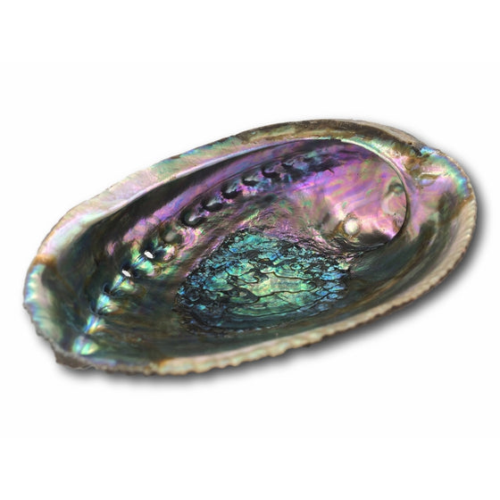 Alternative Imagination Abalone Shell (Standard Abalone Shell)