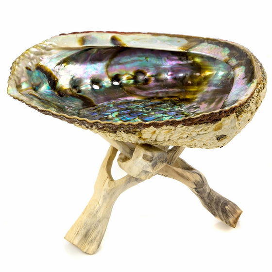 Alternative Imagination 5" Hand Selected Premium Abalone Shell with 6" Natural Wooden Cobra Stand