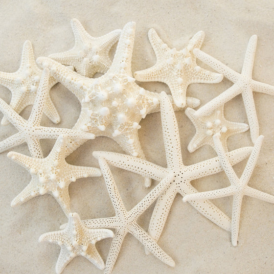 Set of 12 Mixed White Starfish – Sizes Range From 2 to 3.5 inches to 4 to 5.5 inches – Tumbler Home Certified- Wedding Sea Shell Craft