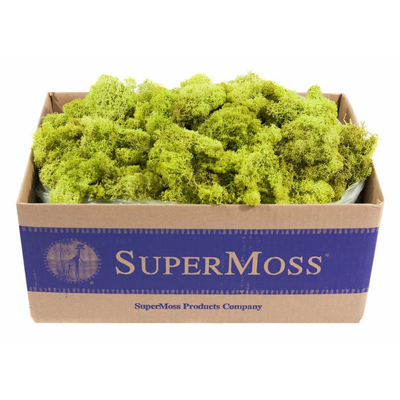 Super Moss 21773 Reindeer Moss Preserved, Chartreuse, 3 Pounds
