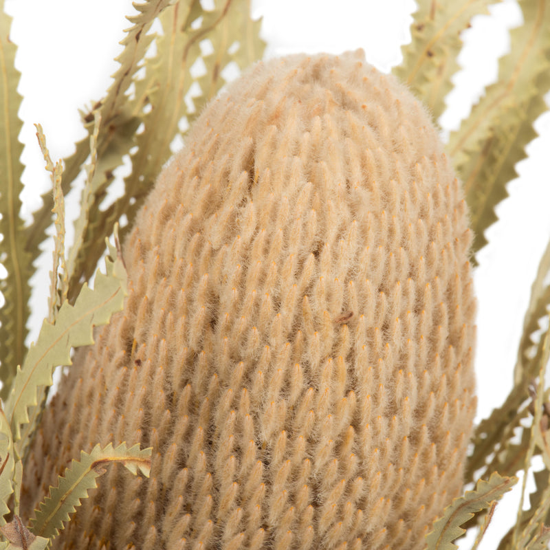 Banksia Flower Stem