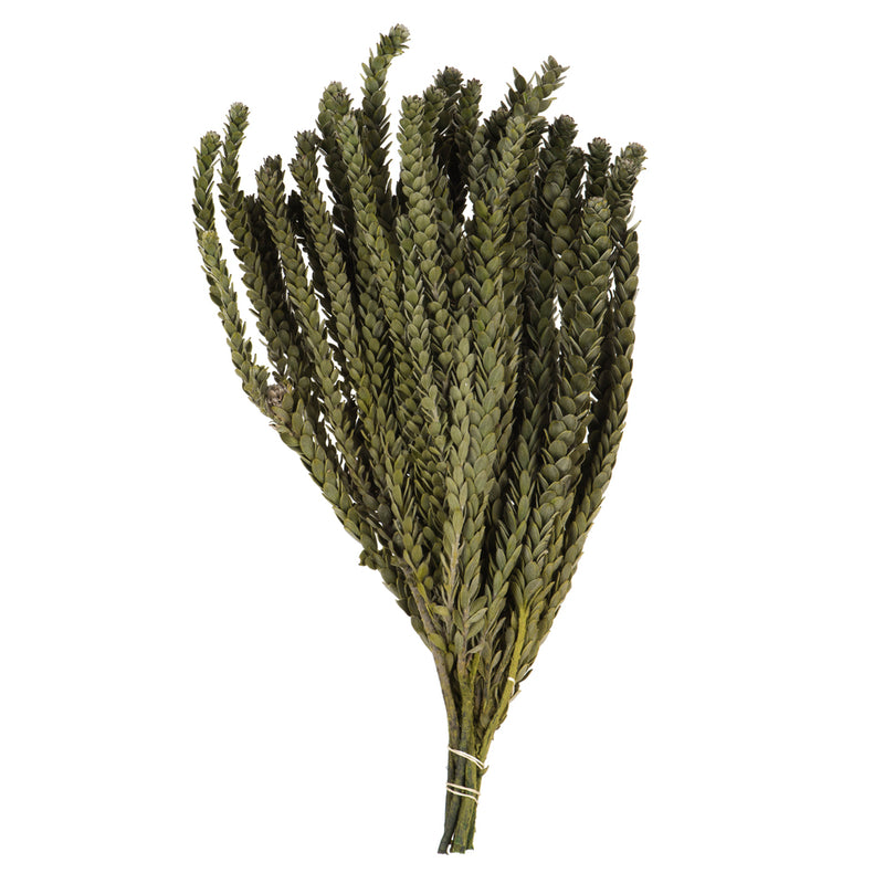 12-16"  Mini Green Buxifolia Bundle 4 oz