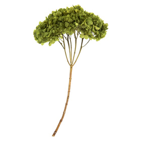 Reindeer Moss