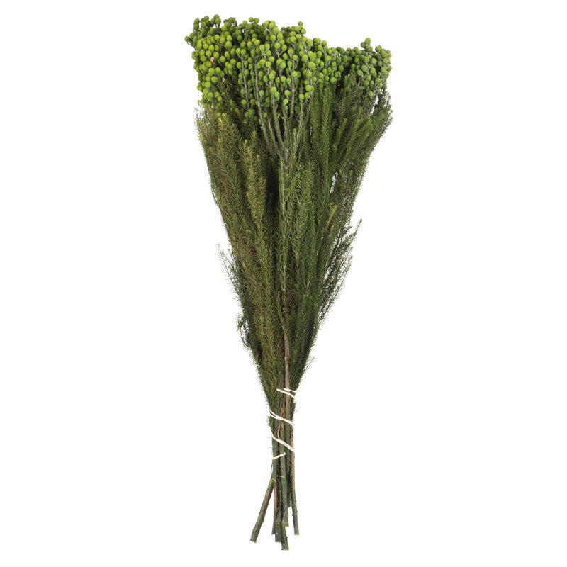 12-15" Green Lanuginosa Bundle