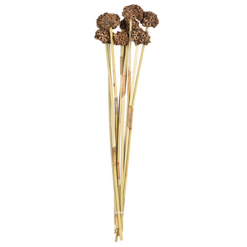 18-24" Natural Spider Knobs on Reed Stem