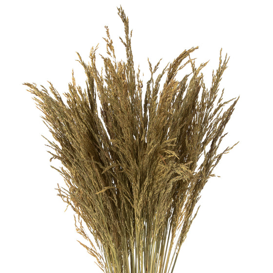 Congo Grass Bundle