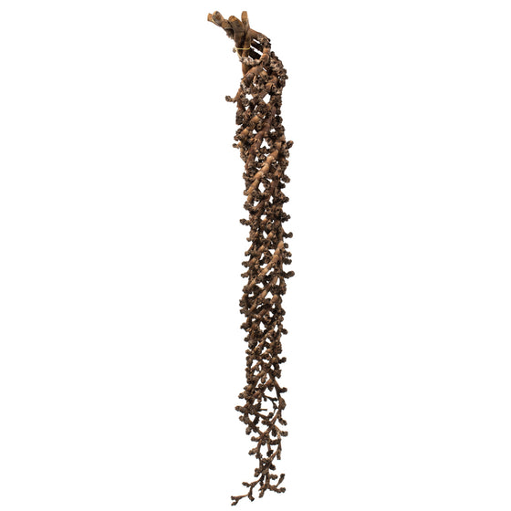 36-44" Natural Curled Ladder Branch 5/Pk