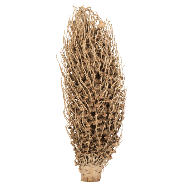 18 x 5" avg Natural Olympia Seed Pod