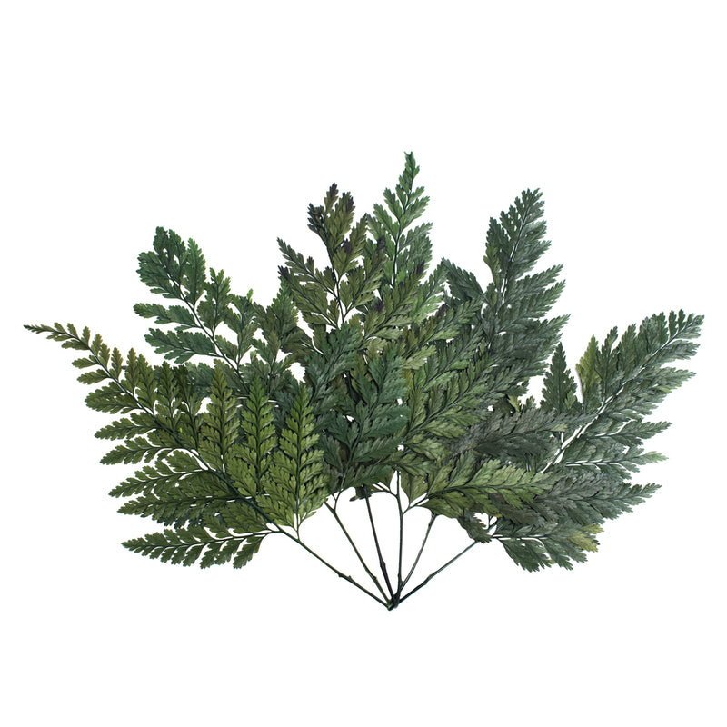 6-10" Green Davalia Fern Stem- 6/Pk