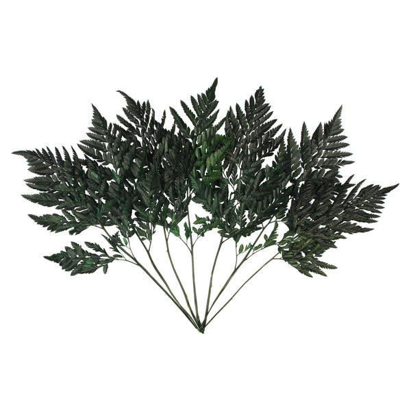 12-15" Green Leatherleaf Fern Stem 6/Pk