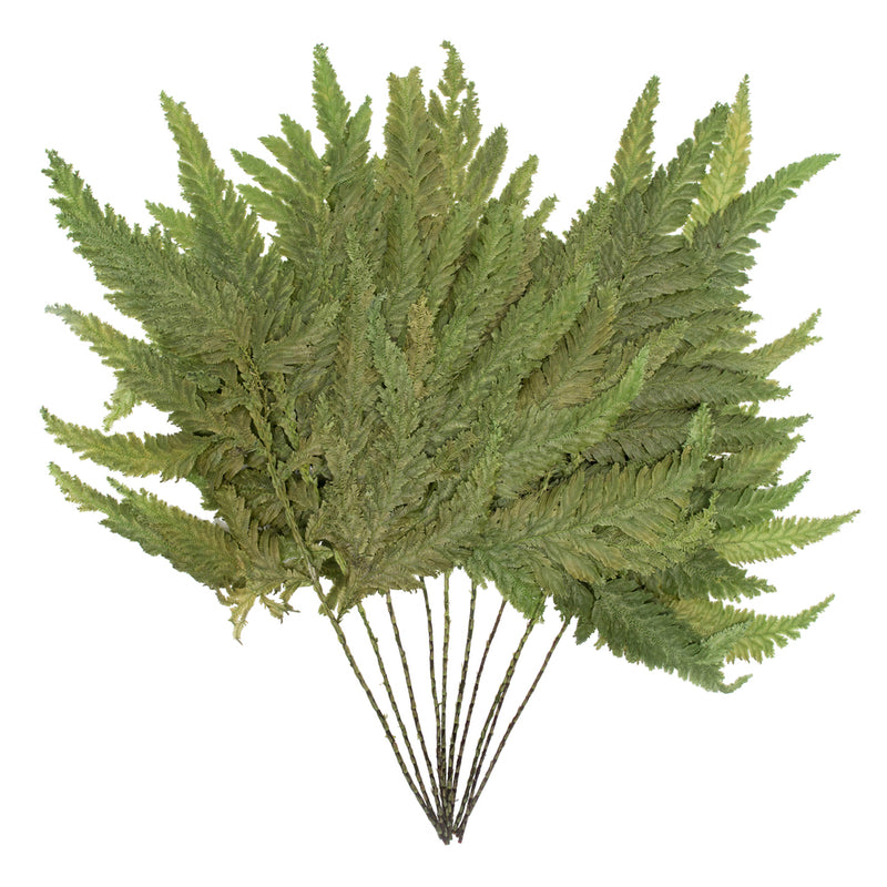 8-12" Oasis Grn Plumaria Fern Stem 10/Pk