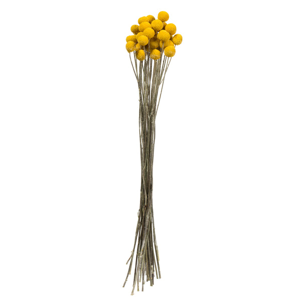 16-18" Yellow Billy Buttons 25-30 Stems