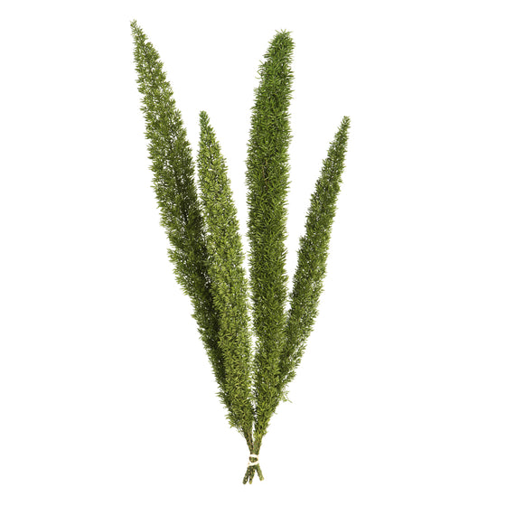 8-10" Green Foxtail Fern 16 Stem Bunch