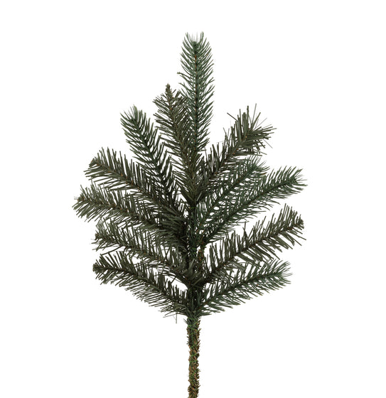 Colorado Spruce