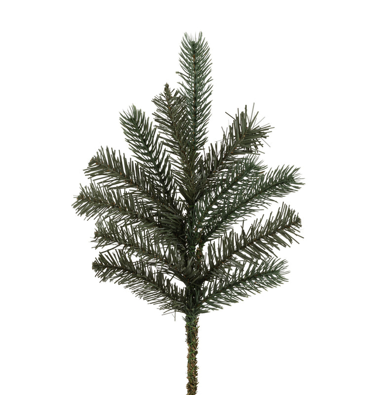 Colorado Spruce